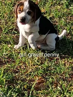 Gracie girl penny, a female Beagle for sale in Cocoa, FL – Photo 1 of 2