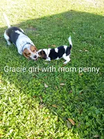 Gracie girl penny, a female Beagle for sale in Cocoa, FL – Photo 2 of 2