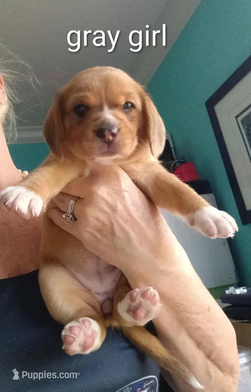 Gracie girl – Beagle puppy for sale in Cocoa, FL