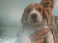 Girl tan, a female Beagle for sale in Cocoa, FL – Photo 1 of 2