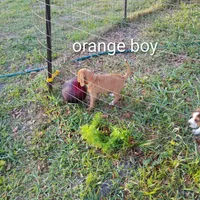 Orange collar boy, a male Beagle for sale in Cocoa, FL – 7 of 7