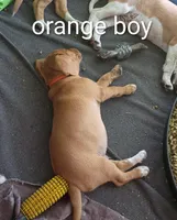 Orange collar boy, a male Beagle for sale in Cocoa, FL – 6 of 7