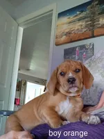 Orange collar boy, a male Beagle for sale in Cocoa, FL – 4 of 7