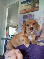 Orange collar boy, a male Beagle for sale in Cocoa, FL – 2 of 7