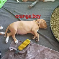 Orange collar boy, a male Beagle for sale in Cocoa, FL – 5 of 7