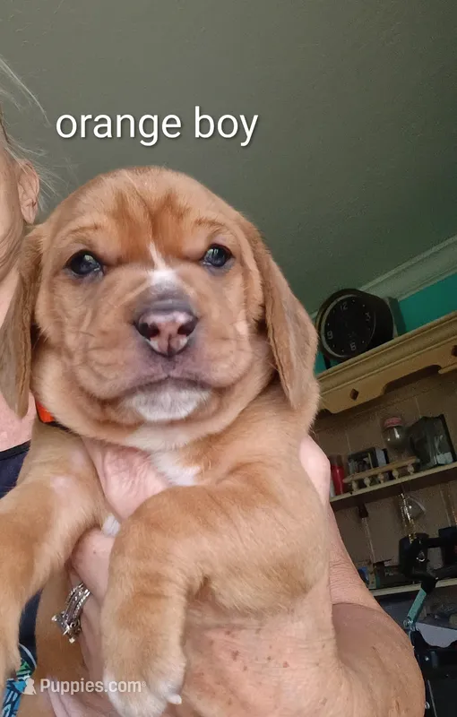 Orange collar boy – Beagle puppy for sale in Cocoa, FL