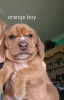 Orange collar boy, a male Beagle for sale in Cocoa, FL – 3 of 7