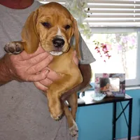 Orange collar boy, a male Beagle for sale in Cocoa, FL – 1 of 7
