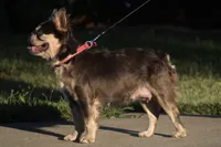 Puppy, a female French Bulldog for sale in Marysville, CA – Photo 3 of 4