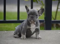 Puppy, a female French Bulldog for sale in Marysville, CA – Photo 2 of 4
