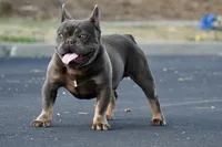 Puppy, a female French Bulldog for sale in Marysville, CA – Photo 4 of 4