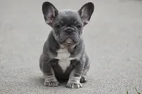 Puppy, a female French Bulldog for sale in Marysville, CA – Photo 1 of 4