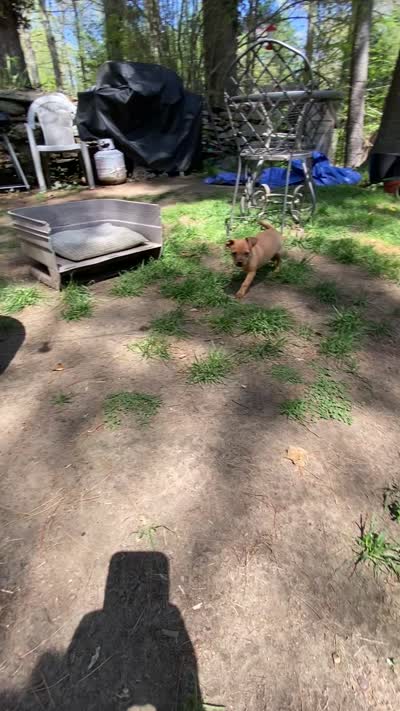 Scott, a male Chug for sale in Dayville, CT – 5 of 7