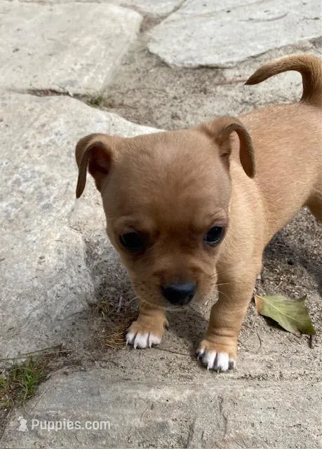 Rachel – Chug puppy on hold in Dayville, CT