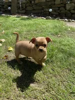 Rachel, a female Chug for sale in Dayville, CT – 3 of 3