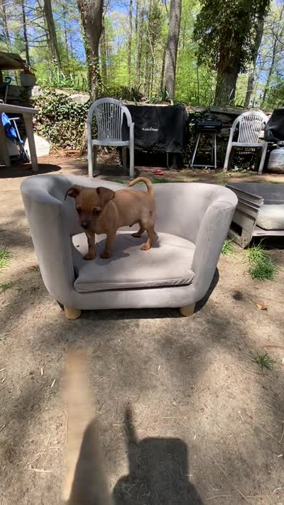 Scott, a male Chug for sale in Dayville, CT – 6 of 7