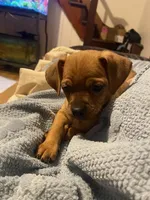 Scott, a male Chug for sale in Dayville, CT – 3 of 7