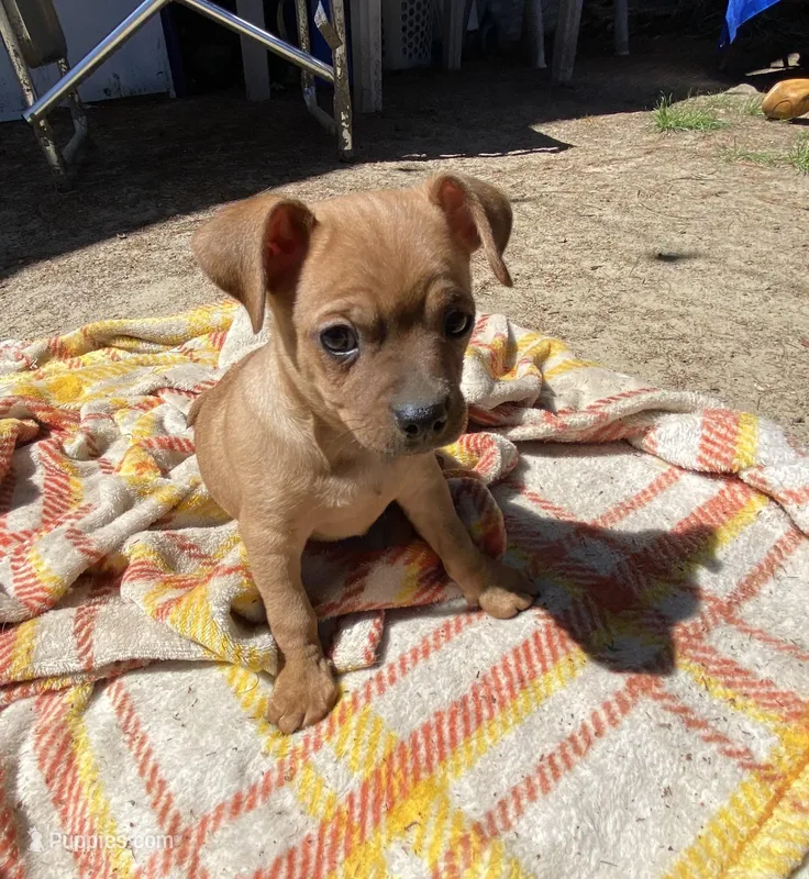 Scott – Chug puppy for sale in Dayville, CT