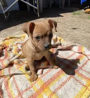 Scott, a male Chug for sale in Dayville, CT – 1 of 7