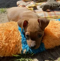 Scott, a male Chug for sale in Dayville, CT – 4 of 7
