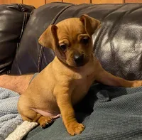Scott, a male Chug for sale in Dayville, CT – 2 of 7