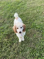 Mickey, a male Poodle - Miniature  for sale in Nicholasville, KY – Photo 2 of 2