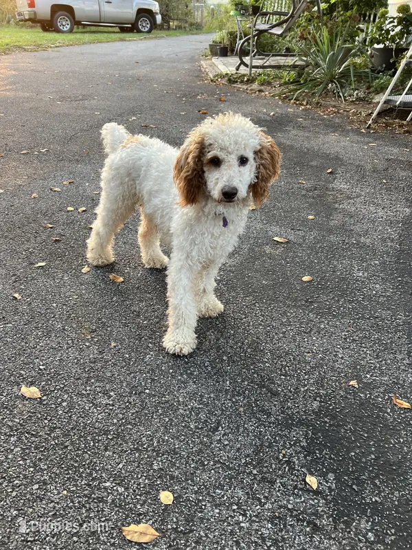 Mickey – Poodle - Miniature  puppy for sale in Nicholasville, KY