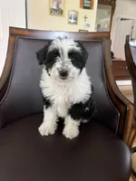 Mila, a female Poodle - Miniature  for sale in Nicholasville, KY – Photo 2 of 2