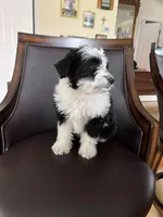 Mila, a female Poodle - Miniature  for sale in Nicholasville, KY – Photo 1 of 2