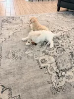 processed/a8bc632a-21a1-470a-8dcf-02cf149e6fa3/listing/8a6e2bc4-fff8-4989-996e-403c58651234/2fc4fb80-0160-44d2-a0ee-df88bd552512