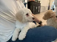 processed/a8bc632a-21a1-470a-8dcf-02cf149e6fa3/listing/8a6e2bc4-fff8-4989-996e-403c58651234/424438e3-91b6-4eb4-bd0f-bac7d25513a4