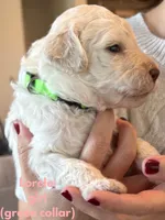 processed/a8bc632a-21a1-470a-8dcf-02cf149e6fa3/listing/8a6e2bc4-fff8-4989-996e-403c58651234/c64c849b-9f06-4af6-b84e-ff8c129a96f9