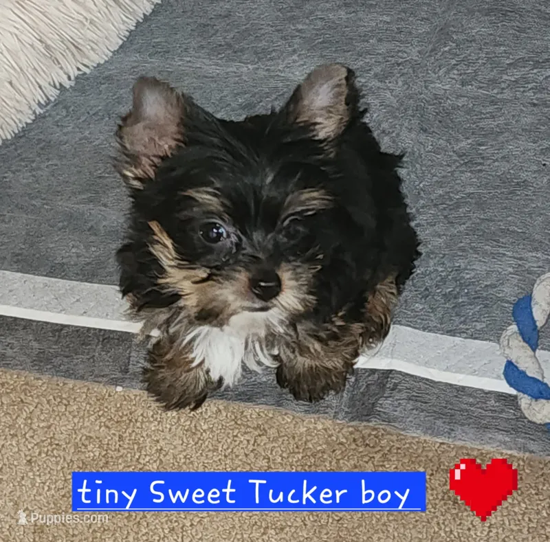 Tucker T-Cup – Yorkshire Terrier puppy for sale in Helotes, TX