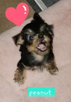 Peanut, a female Yorkshire Terrier for sale in Helotes, TX – 2 of 3