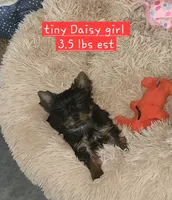 Daisy T-Cup, a female Yorkshire Terrier for sale in Helotes, TX – 3 of 3