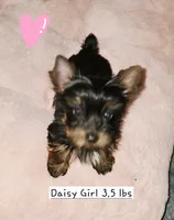 Daisy T-Cup, a female Yorkshire Terrier for sale in Helotes, TX – 1 of 3