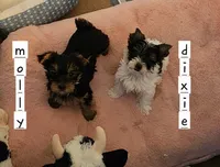Dixie T-Cup, a female Yorkshire Terrier for sale in Helotes, TX – 4 of 4