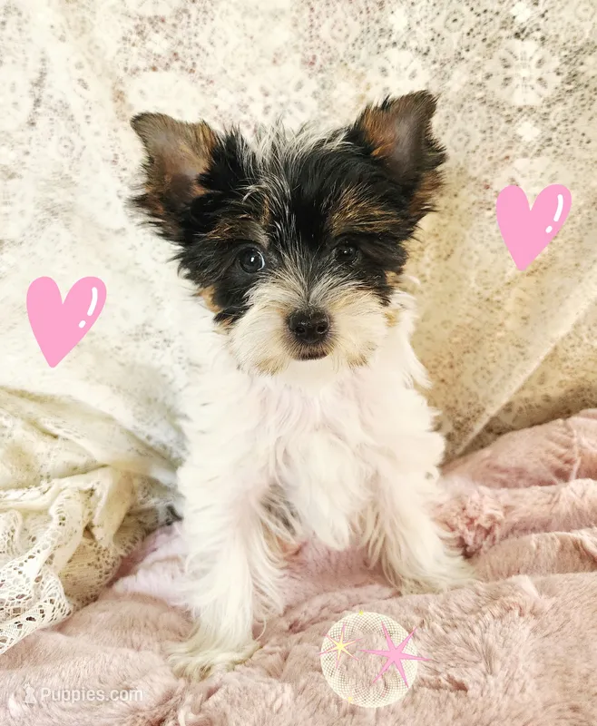 Dixie T-Cup – Yorkshire Terrier puppy for sale in Helotes, TX