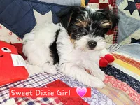 Dixie T-Cup, a female Yorkshire Terrier for sale in Helotes, TX – 2 of 4