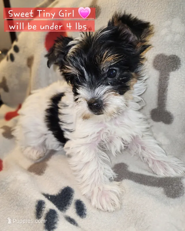 Dixie T-Cup – Yorkshire Terrier puppy for sale in Helotes, TX