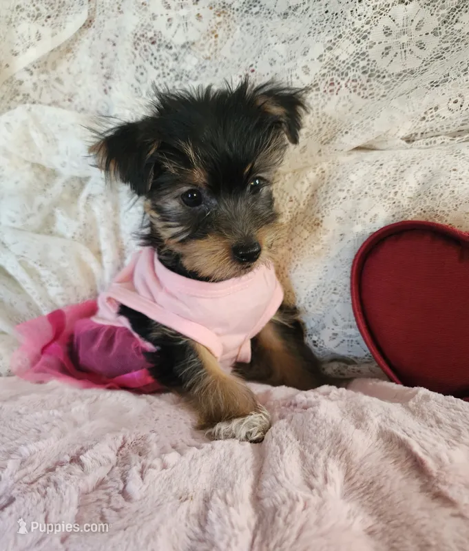Peanut – Yorkshire Terrier puppy for sale in Helotes, TX