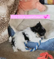 Dixie T-Cup, a female Yorkshire Terrier for sale in Helotes, TX – 3 of 4