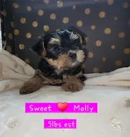 Molly, a female Yorkshire Terrier for sale in Helotes, TX – 2 of 4