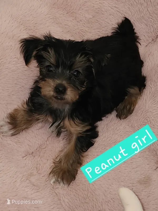 Peanut – Yorkshire Terrier puppy for sale in Helotes, TX