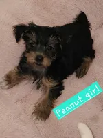 Peanut, a female Yorkshire Terrier for sale in Helotes, TX – 1 of 3