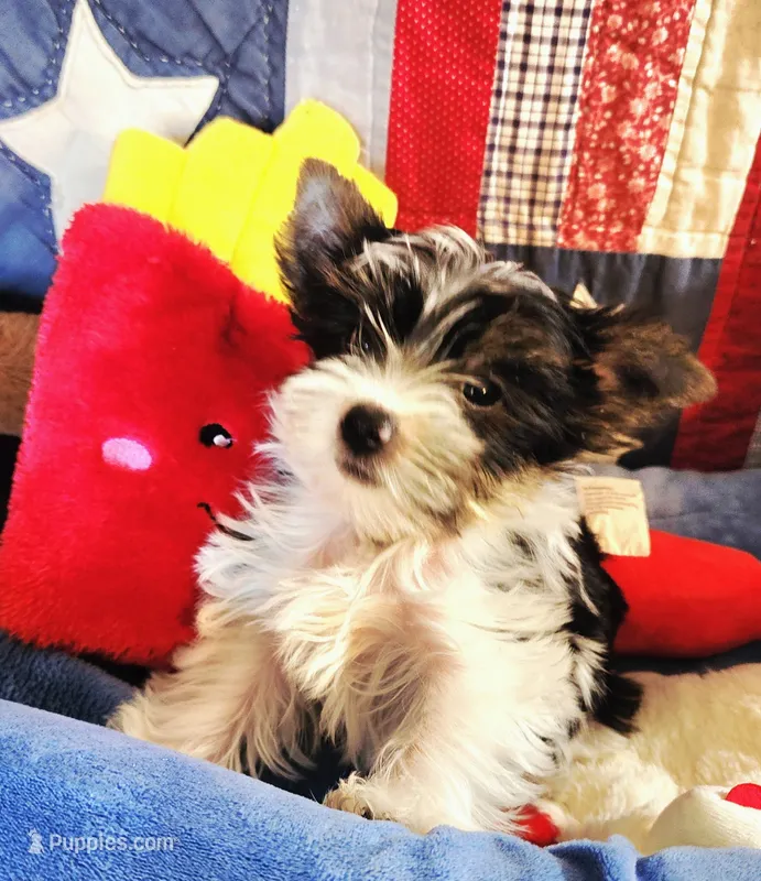 Cooper T-Cup – Yorkshire Terrier puppy for sale in Helotes, TX