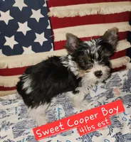 Cooper T-Cup, a male Yorkshire Terrier for sale in Helotes, TX – 2 of 3