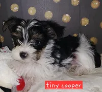 Cooper T-Cup, a male Yorkshire Terrier for sale in Helotes, TX – 3 of 3