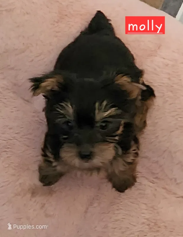 Molly – Yorkshire Terrier puppy for sale in Helotes, TX