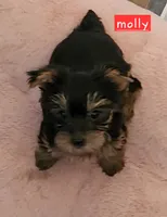 Molly, a female Yorkshire Terrier for sale in Helotes, TX – 1 of 4